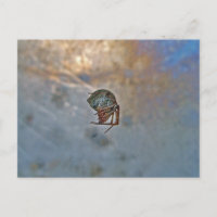 Spider in Web