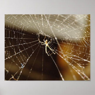 Spider in web poster