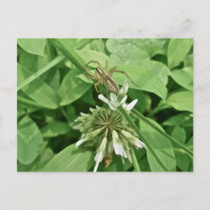 Spider in Weeds Postcard