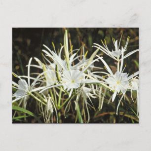Spider Lily Postcard