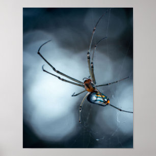 Spider Lovers   Beauty Spider With Webs Poster