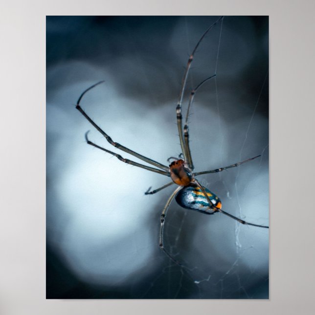 Spider Lovers | Beauty Spider With Webs Poster (Front)