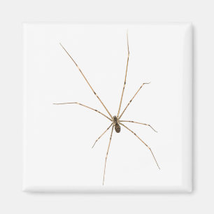Spider Magnet