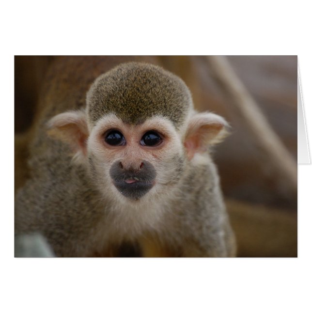 Spider Monkey (Front Horizontal)
