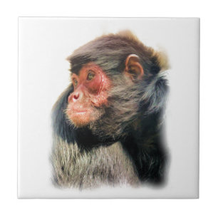 SPIDER MONKEY CERAMIC TILE