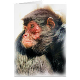 SPIDER MONKEY GREETINGS CARDS