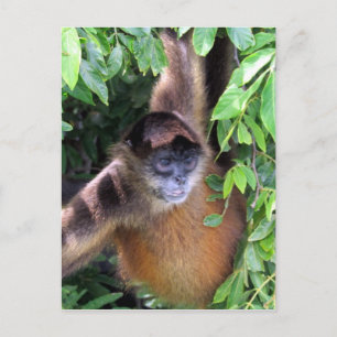 spider monkey looks postcard