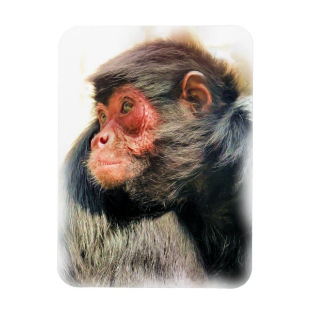 SPIDER MONKEY MAGNET (Vertical)