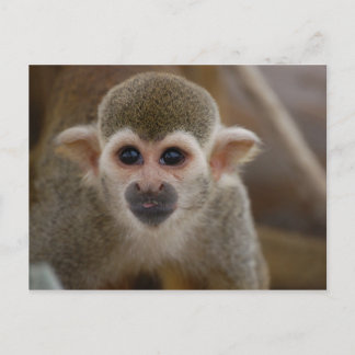 Spider monkey postcard