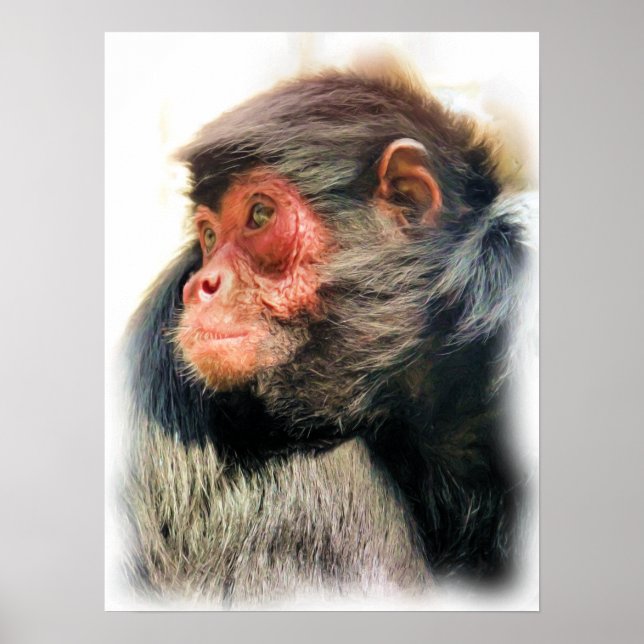 SPIDER MONKEY POSTER (Front)