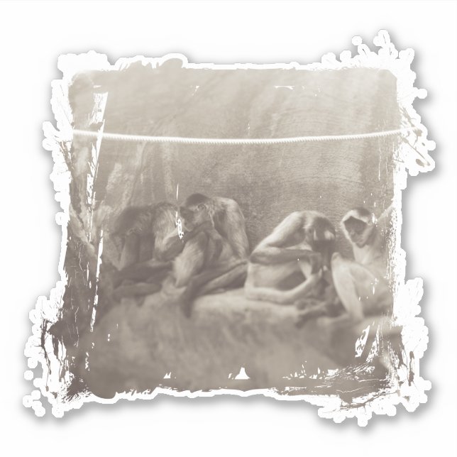 Spider Monkeys (Front)