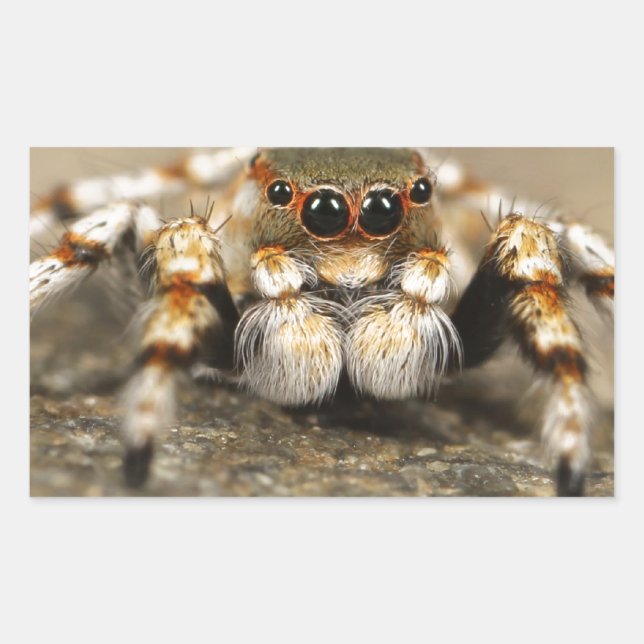 Spider Nature Animals  Wild  insects Rectangular Sticker (Front)
