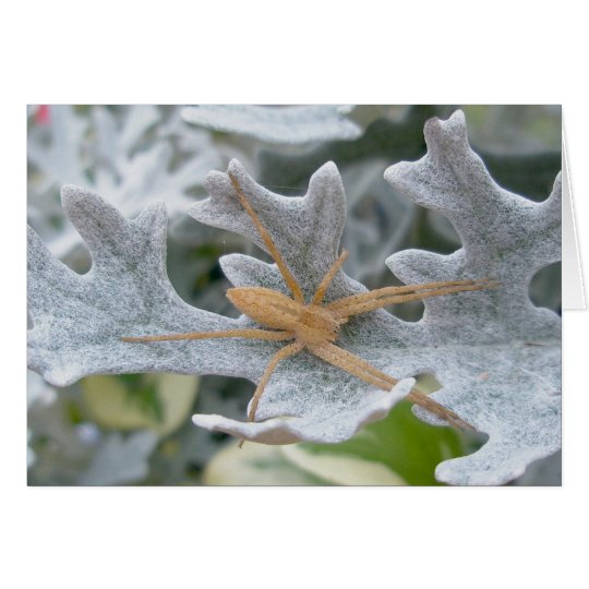 Spider on Dusty Miller Note Card