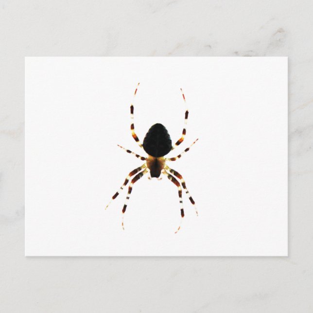 Spider pccnm postcard (Front)