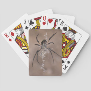 Spider Playing Cards
