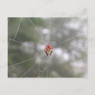 Spider Postcard