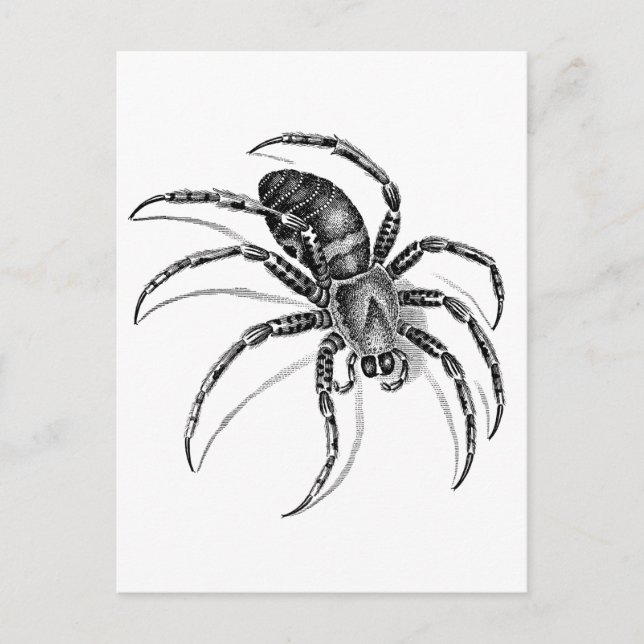 Spider Postcard (Front)