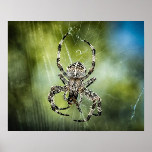 Spider Poster (Front)