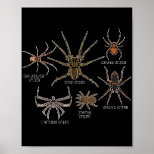 Spider Species Tarantula Arachnid Gifts Spider Poster