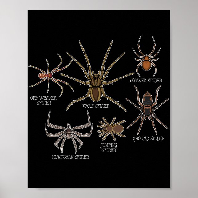 Spider Species Tarantula Arachnid Gifts Spider Poster (Front)