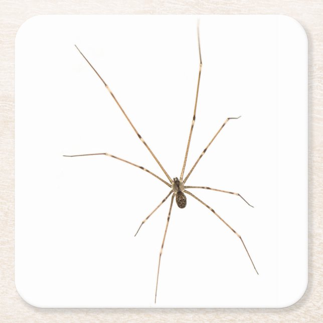 Spider Square Paper Coaster (Front)
