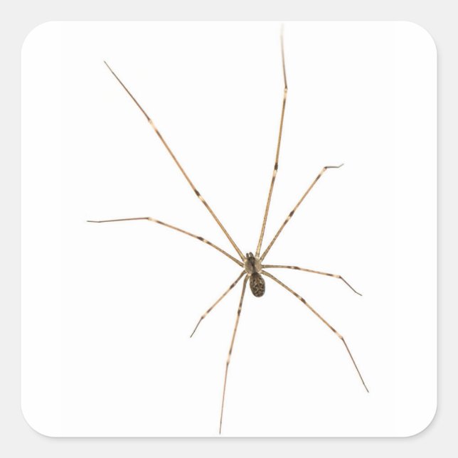 Spider Square Sticker (Front)