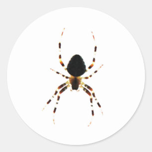 Spider stcn classic round sticker