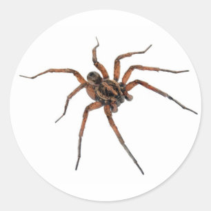 Spider stickers