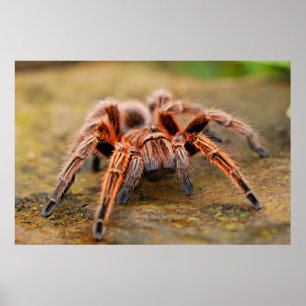 Spider Tarantula Insect Artwork Photo Poster