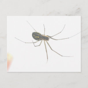 Spider Underside Postcard