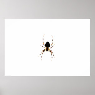 Spider wapcnm poster