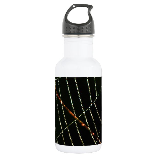 Spider Web 532 Ml Water Bottle (Front)