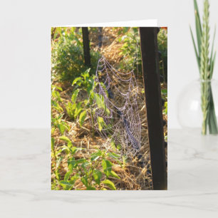 Spider Web and Dew Drops Card (Blank)
