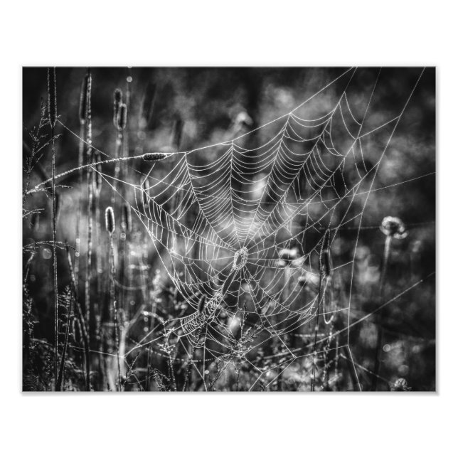 Spider Web Black and White Nature Fine Art Photo Print (Front)