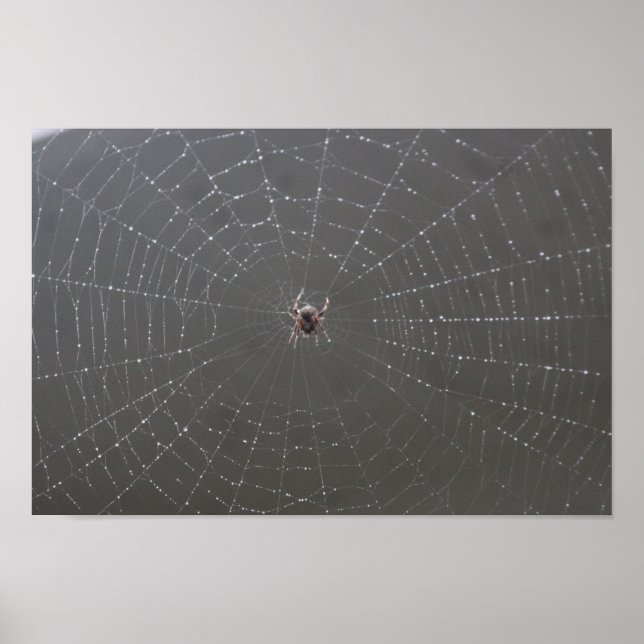 Spider Web Poster (Front)