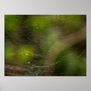 Spider Web Poster