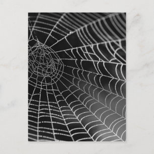 Spider web with water beads postcard