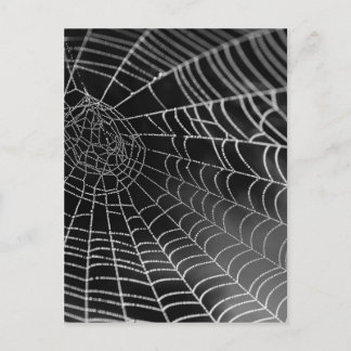 Spider web with water beads postcard