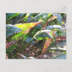 Spider Webs macro Postcard