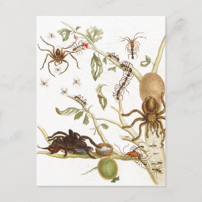 Spiders, ants and hummingbird on a branch of ... postcard (Front)