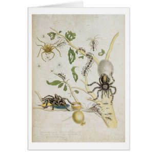Spiders: Mygole, plate 18 from 'Over de Voorteelin
