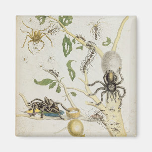 Spiders: Mygole, plate 18 from 'Over de Voorteelin Magnet