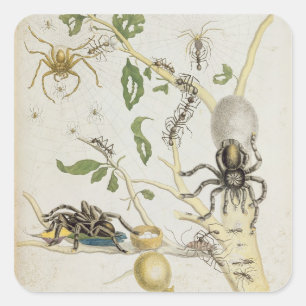 Spiders: Mygole, plate 18 from 'Over de Voorteelin Square Sticker