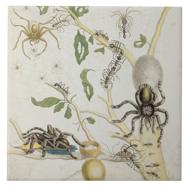 Spiders: Mygole, plate 18 from 'Over de Voorteelin Tile (Front)