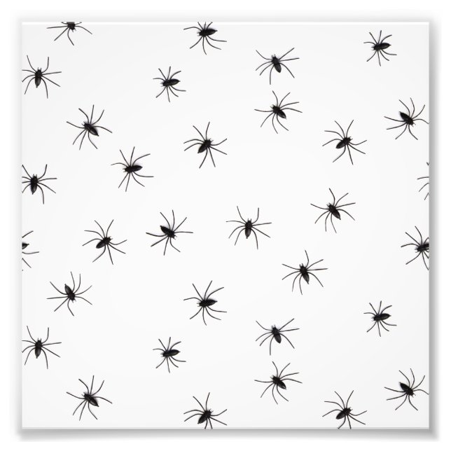 Spiders Photo Print (Front)