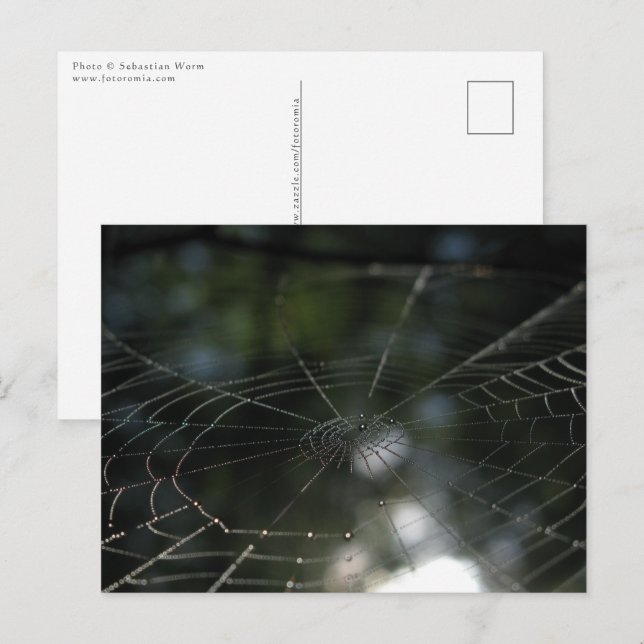 Spider's Web Photo Postcard (Front/Back)