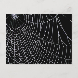 Spider's Web Postcard