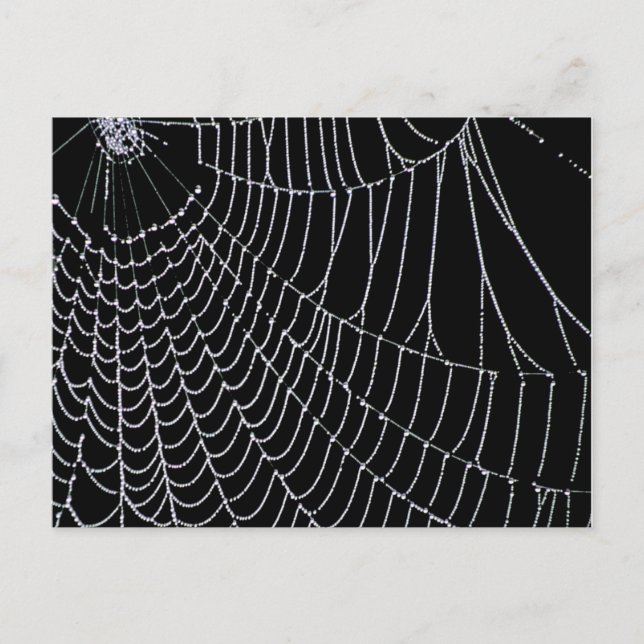 Spider's Web | Postcard (Front)