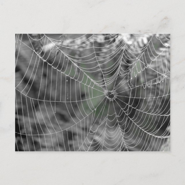 SPIDERS WEB POSTCARD (Front)