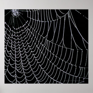 Spider's Web Print